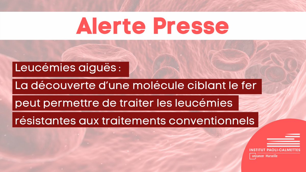 Institut Paoli-Calmettes (IPC) (@paoli_calmettes) on Twitter photo 📌 Leucémies aiguës : la découverte d’une molécule ciblant le fer peut permettre de traiter les leucémies résistantes aux traitements conventionnels 🧪🧫 
Lire l'alerte presse 👉lnkd.in/d4XWjrjG 📌 Leucémies aiguës : la découverte d’une molécule ciblant le fer peut permettre de traiter les leucémies résistantes aux traitements conventionnels 🧪🧫 
Lire l'alerte presse 👉lnkd.in/d4XWjrjG