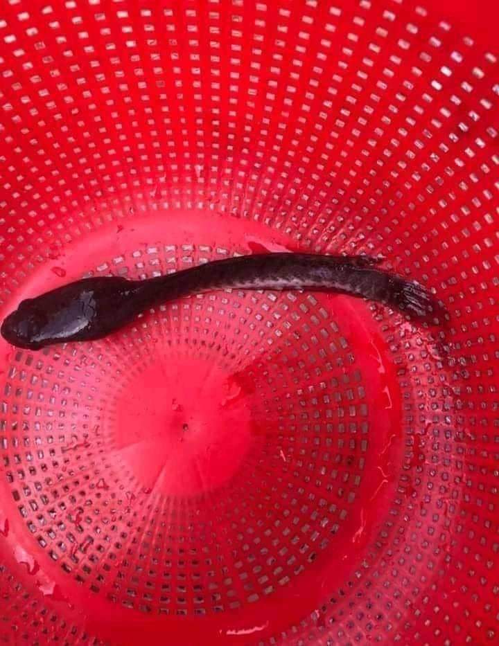 txtdrorangsusah's tweet photo. orang susah mancing dapetnya ikan susah juga https://t.co/H6LSGofiih