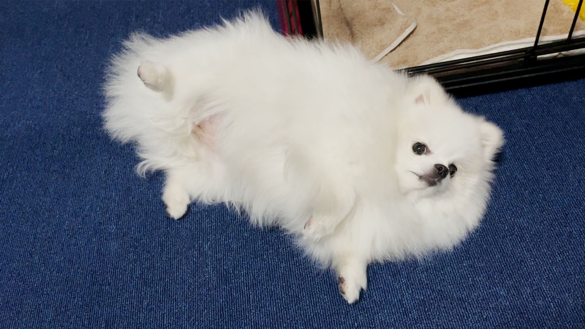 ポメラニアンのマヨちゃんねる どうしてもまだ寝たくないポメラニアンはこうなりますw T Co 7yxvedzbge 犬 ポメラニアン Pomeranian いぬすたぐらむ Dog T Co Ivciq9bkxl Twitter