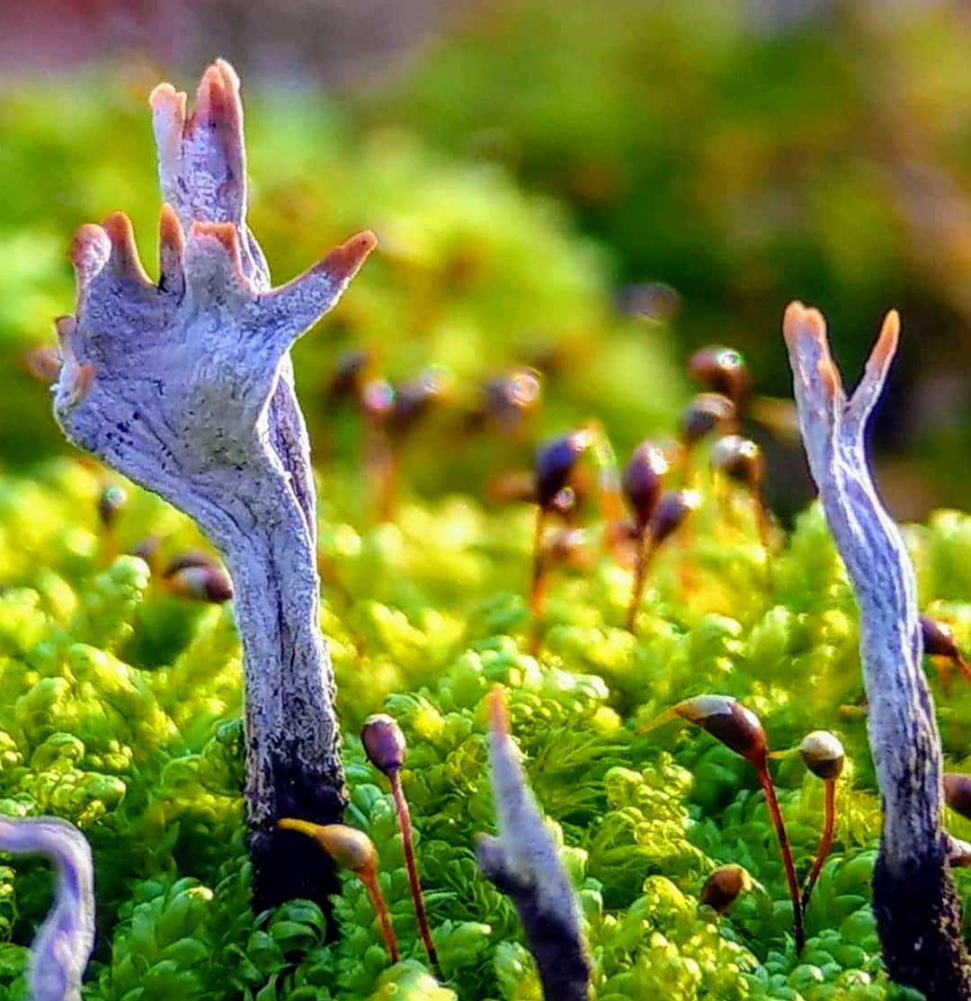 MosamoWorld's tweet photo. A #beautiful #xylaria #hypoxylon #fungus which looks like a #zombie hand raising from #earth ♥❗
More info:
https://t.co/T9587BmVc5

#artistsontwitter #artist #drawing #art #artoftheday #イラスト #nature  #mushrooms #mushroomtwitter #fantasy #PhotoOfTheDay #Macro #AutumnFalls https://t.co/nPwo7Vlip8