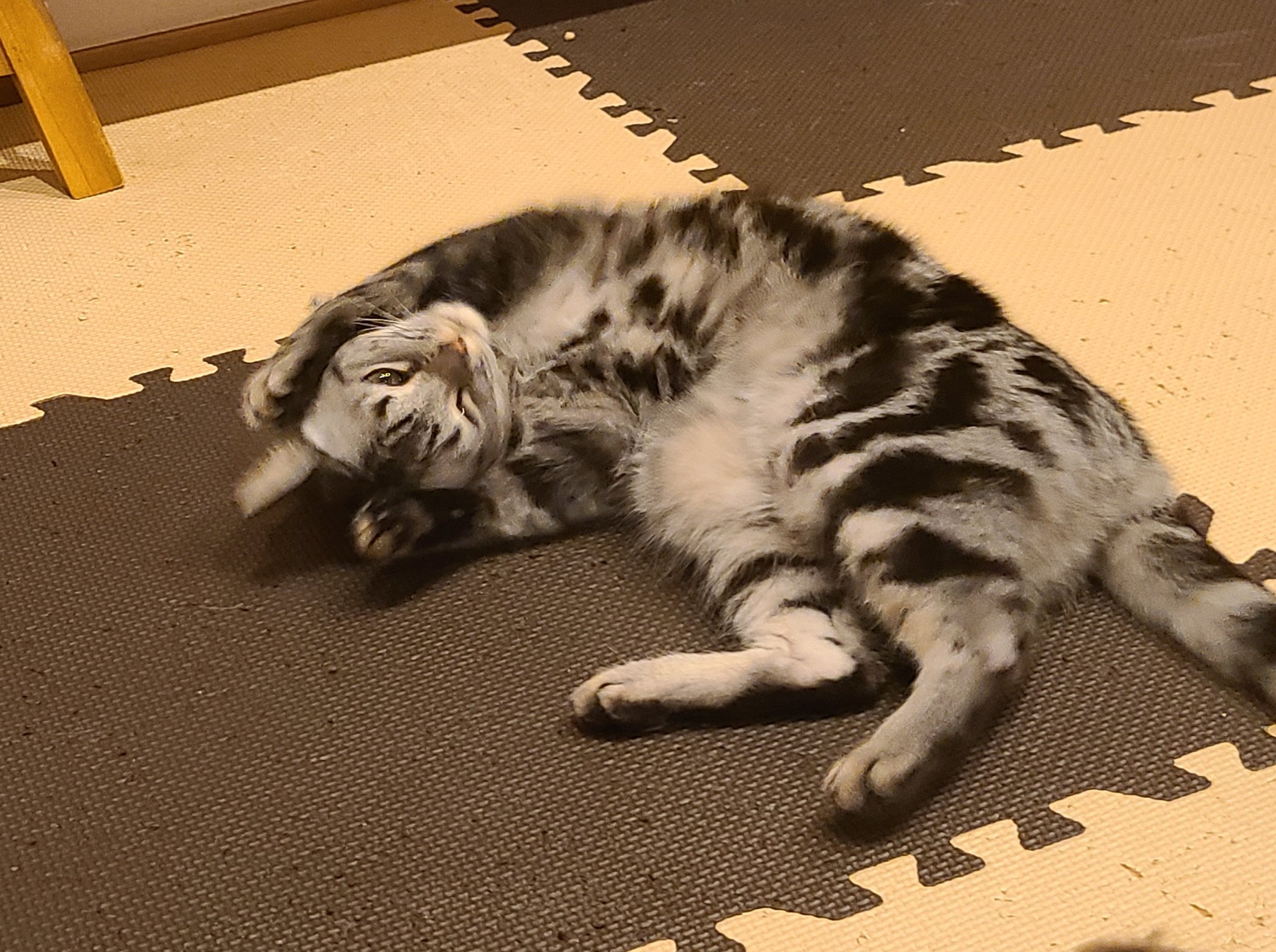 ねこぐるま 猫のいるカフェ Nekoguruma2422 Twitter