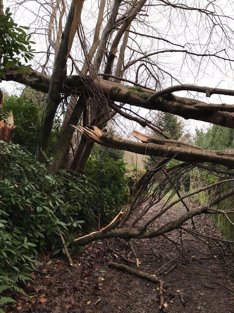 Currarevagh tweet media