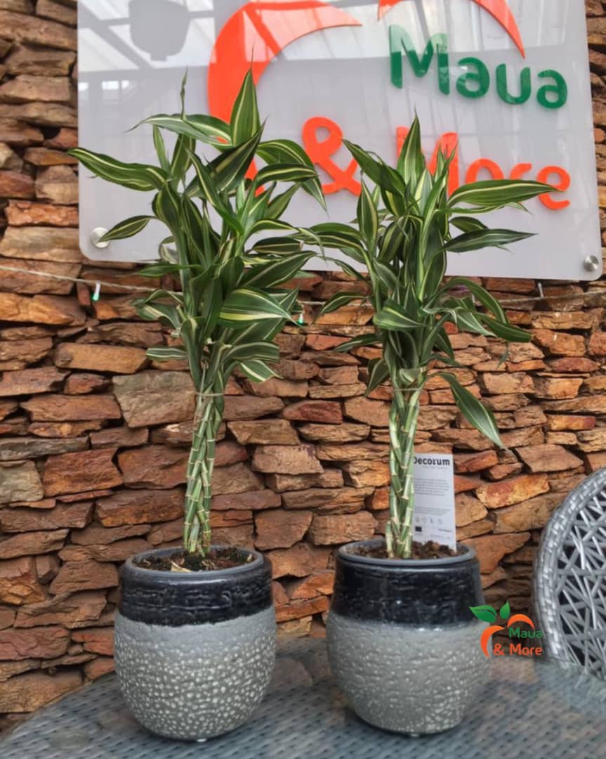 MauaAndMore's tweet photo. If you are looking for a distinct gift option for a distinguished person, consider these unique pots with the uniquely twisted bamboo.
The Dracaenas prefer to be placed in bright natural light so they can work well indoors.
#Dracaenes #TwistedBamboo
#uniquePots
#MauaAndMore https://t.co/SwCLiBtUAL