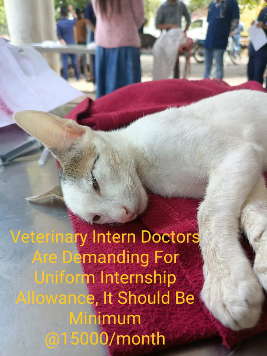 ManePranayPrav2's tweet photo. no meanings of one earth one health slogan without animal's doctor.
please start and increase veterinary internship allowance across nation.
#IncreaseInternshipAllowance
@PRupala 
@drsanjeevbalyan 
@SunilKedar1111 
@bharanemamaNCP
@CMOMaharashtra
@icarindia https://t.co/ht9f5xPw54