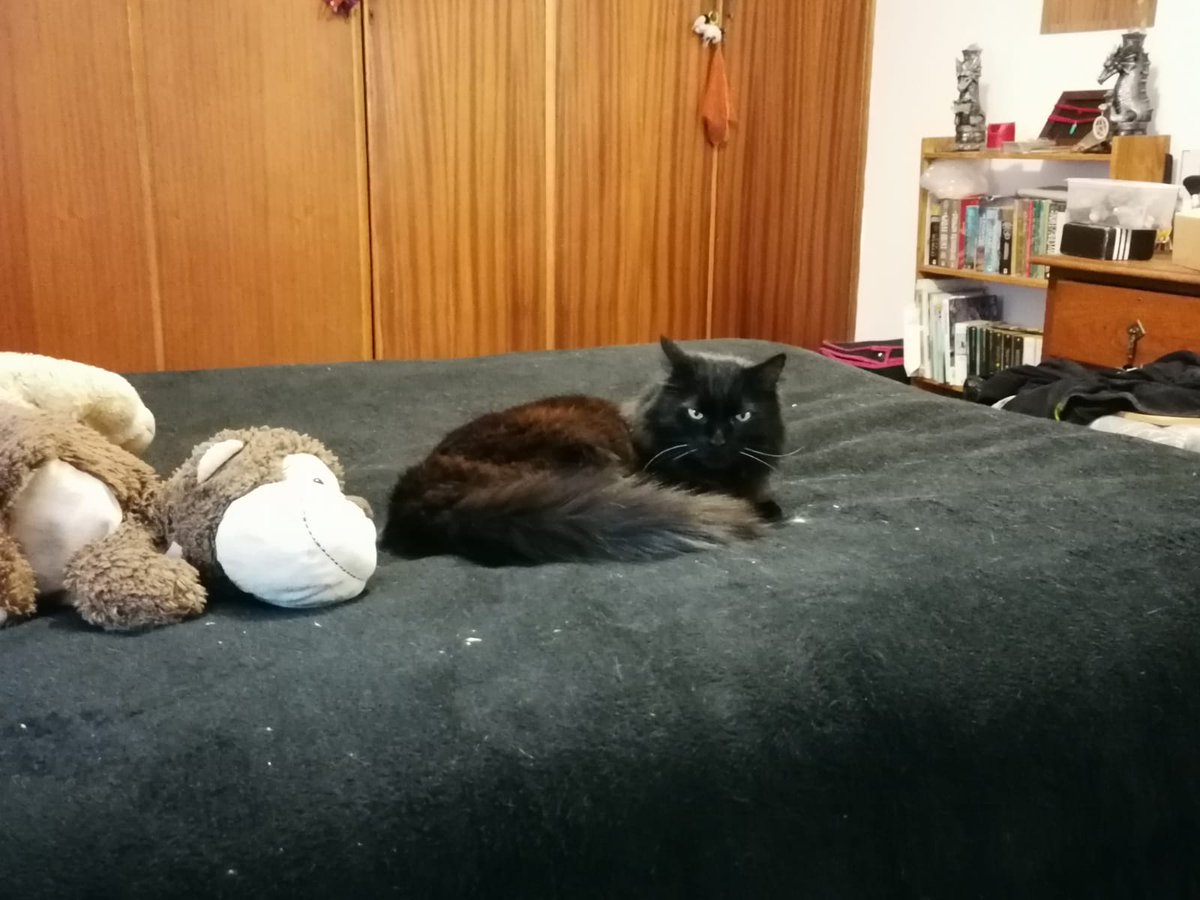 MattyMyst's tweet image. Danzig is settling in so well. I am proud of him.

Patch updates means a delay in gameplay but the stream is live and the tunes are just right.

Its Wednesday, my dudes.

linktr.ee/MystMatty

#kindnessispunk #leagueoflegends #twitchaffiliate #pierced #blackouttattoo #catdad