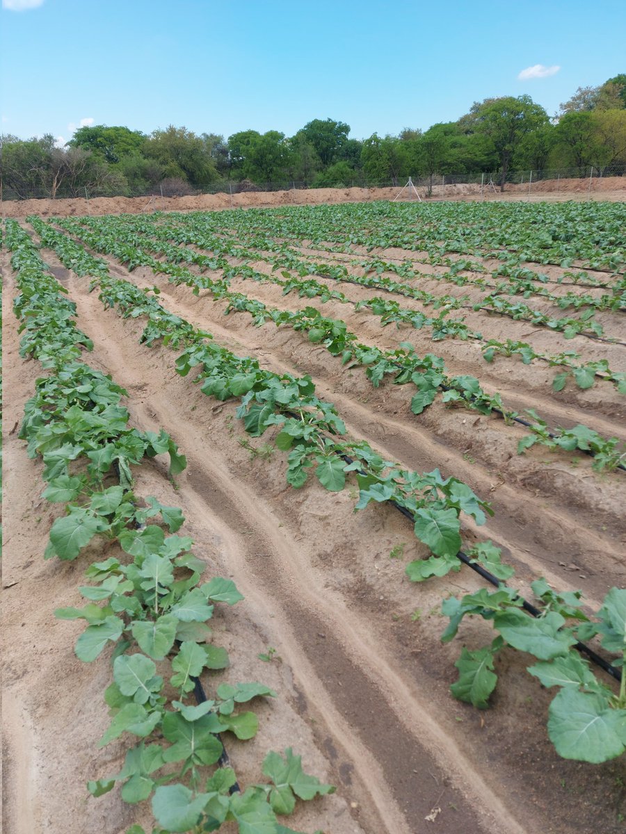 zinwawater's tweet photo. #Transforminglivelihoods. Sights from the model horticulture project in Jinjika Village, Mangwe, in Mat South. @zinwawater drilled and equipped a borehole to pave way for establishment of the horticulture project to be duplicated in every village in Zimbabwe 🇿🇼
@basera_john https://t.co/5tL0cxq2UM