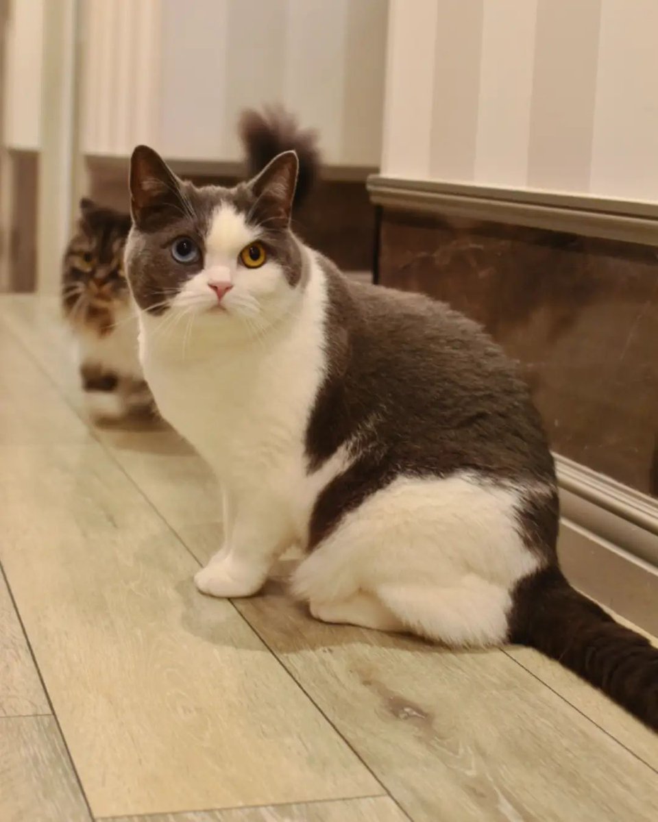 Famous Internet Cats tweet media