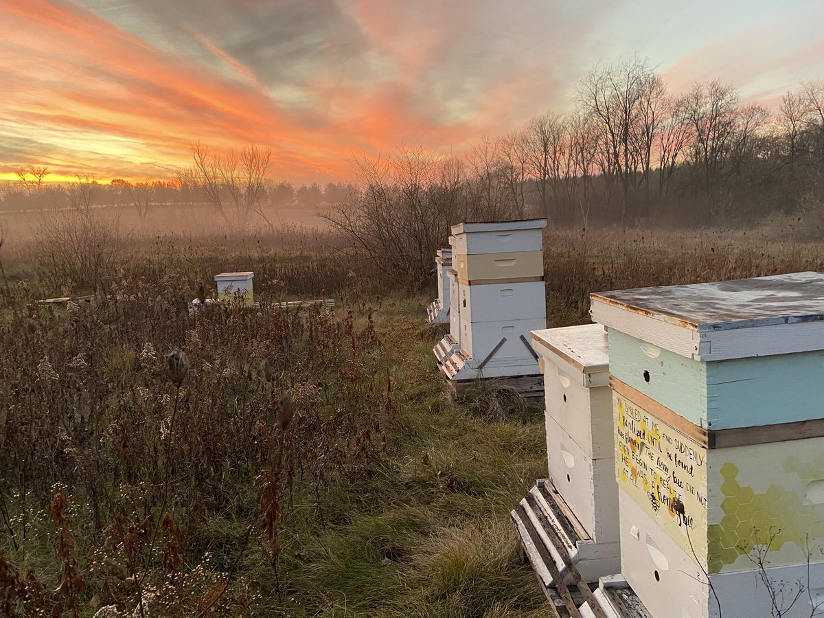 PeggyKo43358275's tweet photo. 12/3/2021. Winter Bees. #honeybees #winterbees #hummingmeadowsapiary https://t.co/R8pvOL32bt