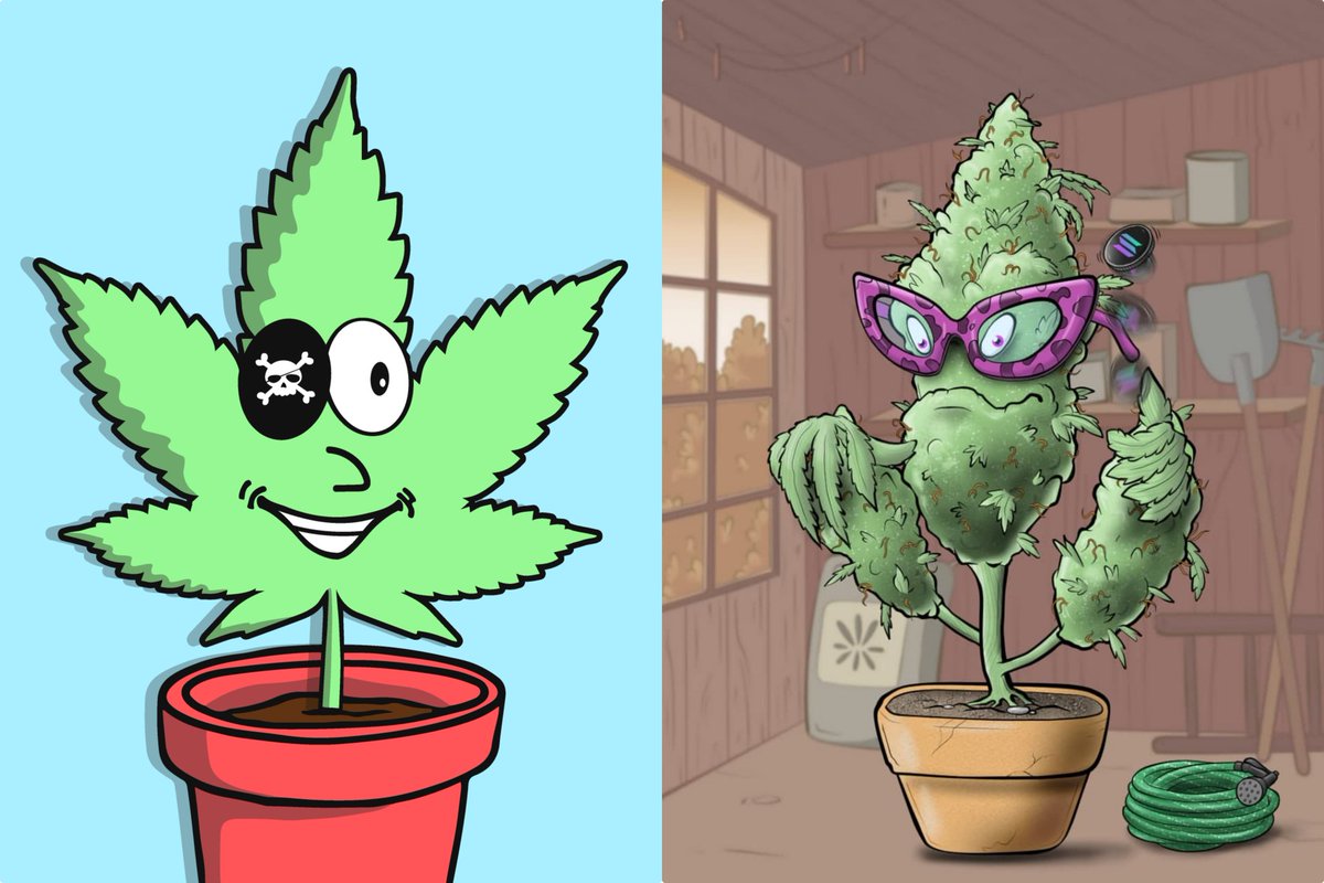 OGWeedNFT | Mint LIVE @0.5 SOL tweet media