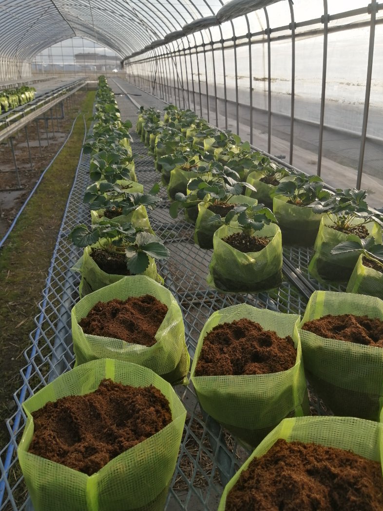 Attadipa Attadipa Twitter