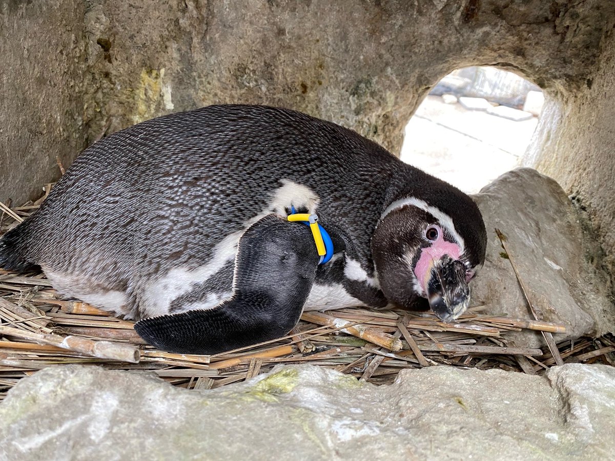 ペンギンの産卵した卵の殻 オウサマペンギンの産卵 | 下田海中水族館 その他