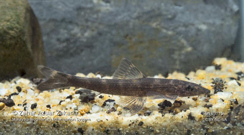 Varanussalvator's tweet photo. Wrapping up a 2nd round of #FishABC: Z is for Balitoropsis zollingeri, the Black Lizard Loach. This species is found in the Mekong river basin, as well as Thailand, Peninsular Malaysia, Sumatra, Borneo &amp; Java.

📷: Nonn Panitvong, Zahar Azuar Zakaria, Choy Heng Wah https://t.co/NYSnY3mmwv