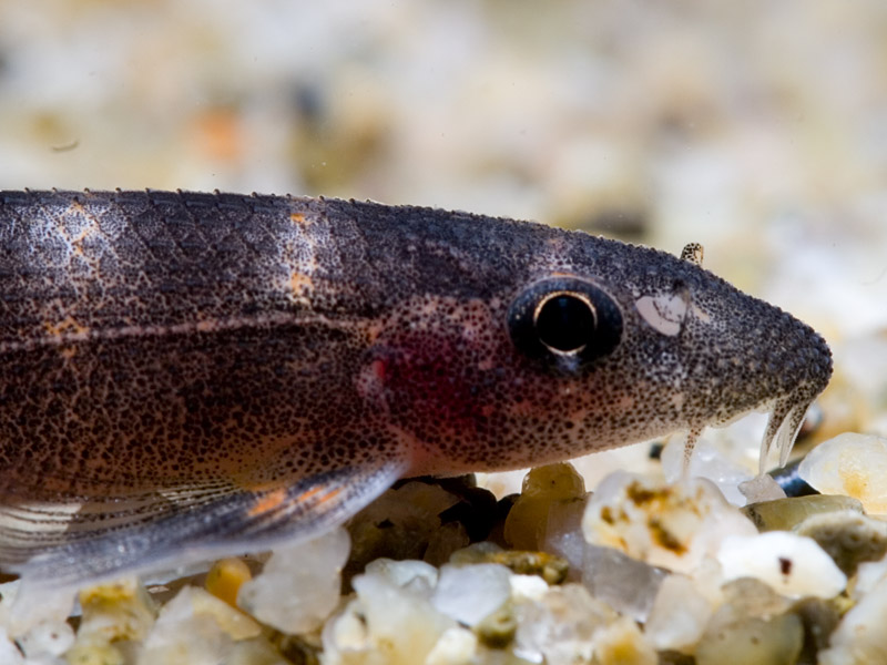 Varanussalvator's tweet photo. Wrapping up a 2nd round of #FishABC: Z is for Balitoropsis zollingeri, the Black Lizard Loach. This species is found in the Mekong river basin, as well as Thailand, Peninsular Malaysia, Sumatra, Borneo &amp; Java.

📷: Nonn Panitvong, Zahar Azuar Zakaria, Choy Heng Wah https://t.co/NYSnY3mmwv