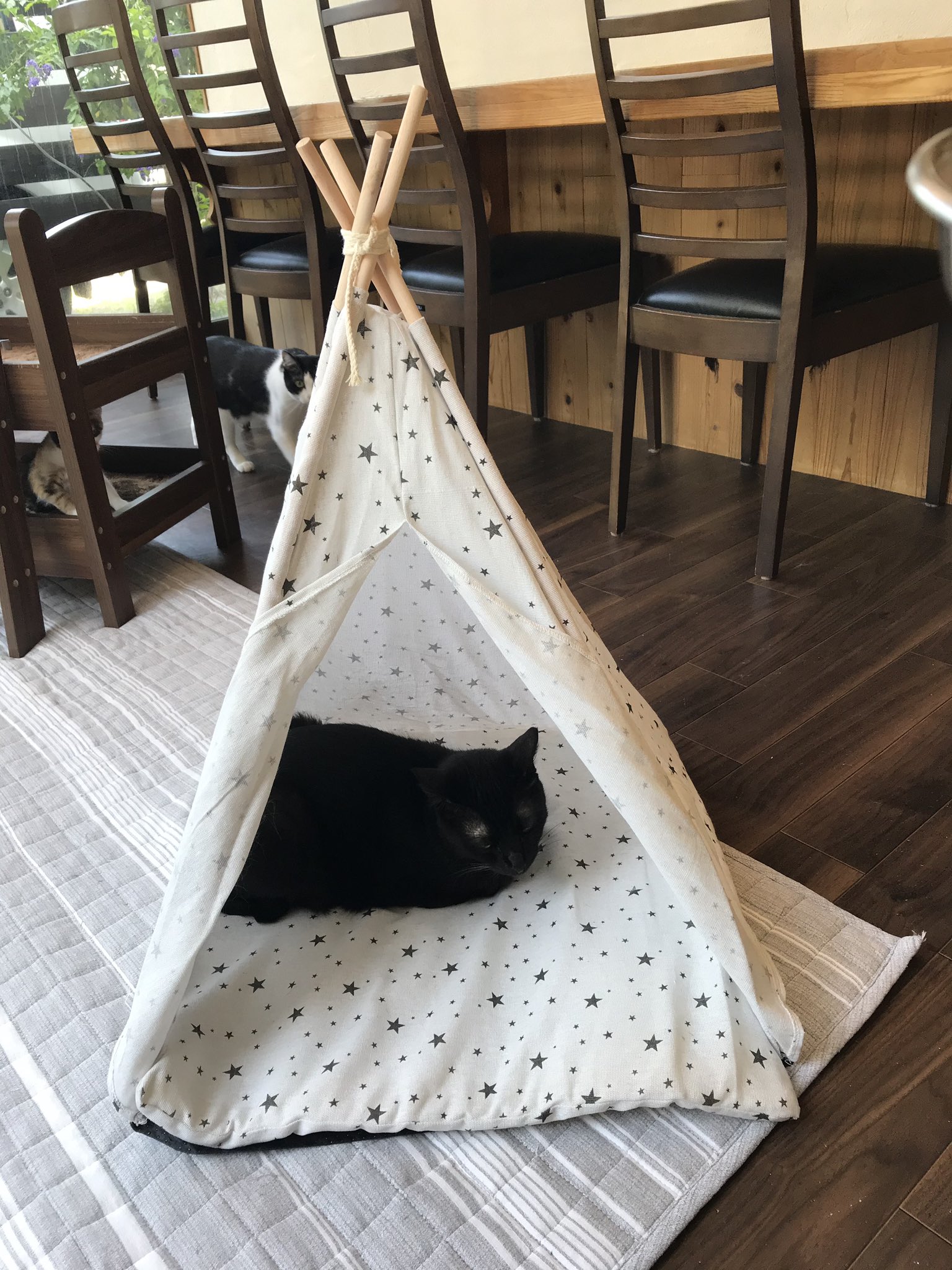保護猫カフェうたたね Necoutatane Twitter