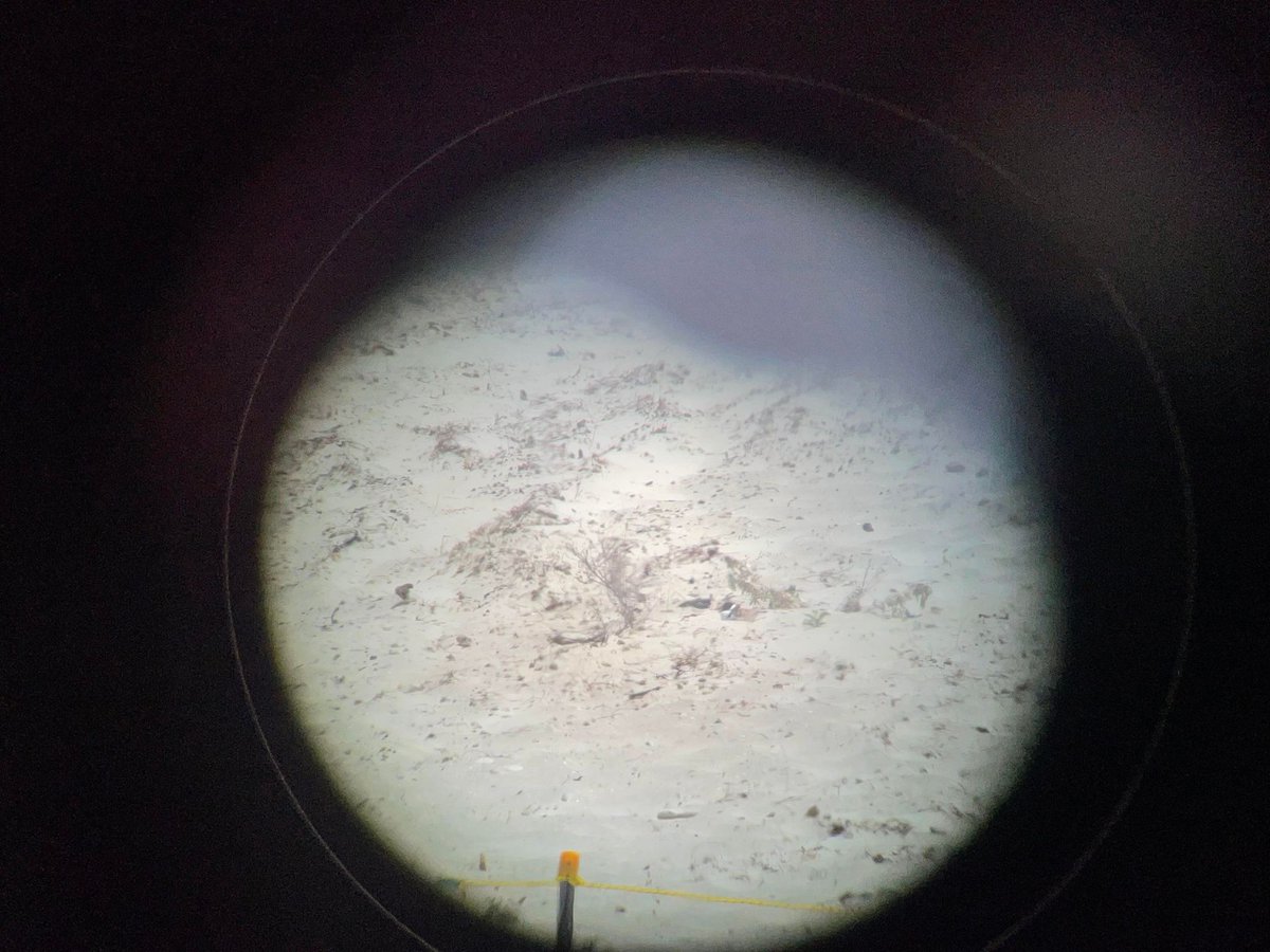 Threatened Hooded Plovers are nesting at Fisheries on Southern #eyrepeninsula for the first time in 8 years! We've installed protective fencing &amp; signage. When you're visiting Fisheries, please keep clear of the fenced area to help the birds survive 🤞 @AusLandcare @envirogov