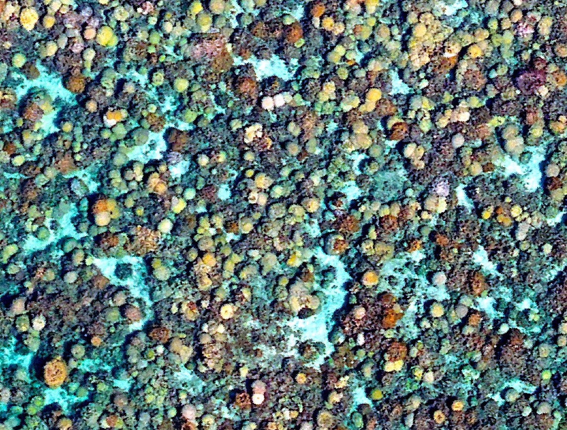 greg_asner's tweet photo. #coral as viewed from my airborne observatory at thousands of hectares per minute. A cascade of discoveries to report in 2022. https://t.co/shQby3aUqe