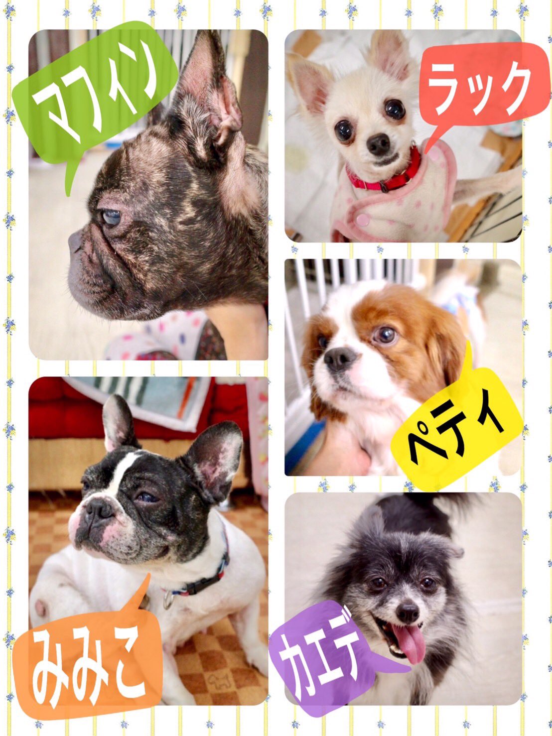 تويتر わんだん邸 على تويتر 新しく来た子を紹介します フレンチブルドッグ マフィン 女の子 フレンチブルドッグ ミミコ 女の子 ポメラニアン ラック 女の子 キャバリア ペティ 男の子 ポメラニアン カエデ 女の子 どの子も触って貰うのが