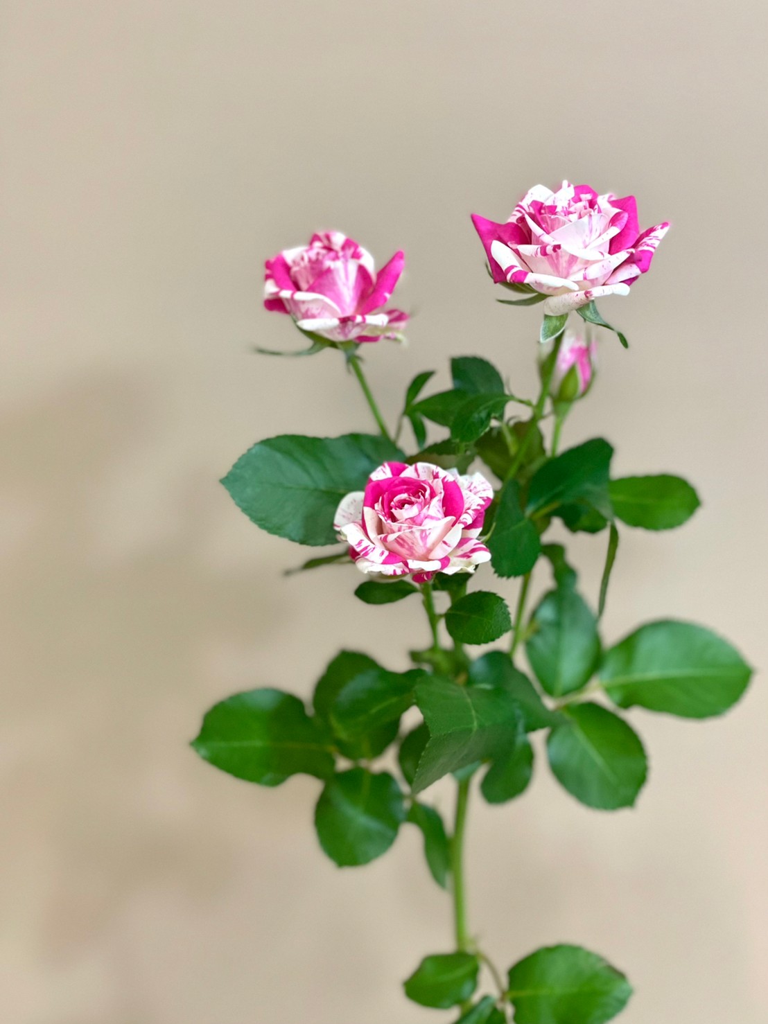 花屋はな輔 今日のお花紹介 はスプレーバラ フラッシング です 発色の良いピンクとオフホワイトのコントラストが爽やかで なんとも美しいスプレータイプのバラ 花言葉は 暖かい心 包容力 ですっ Tlを花で一杯にしよう T Co
