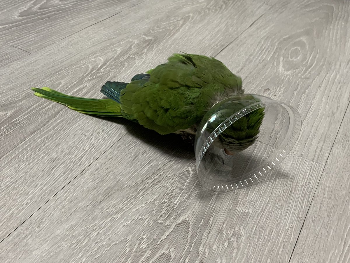 초록이 근황입니다.. 발 크게 다쳐서 병원 다녀왔고 의사선생님이 컵뚜껑? 이 제일 좋다고 하셔서 만들어줬답니다…