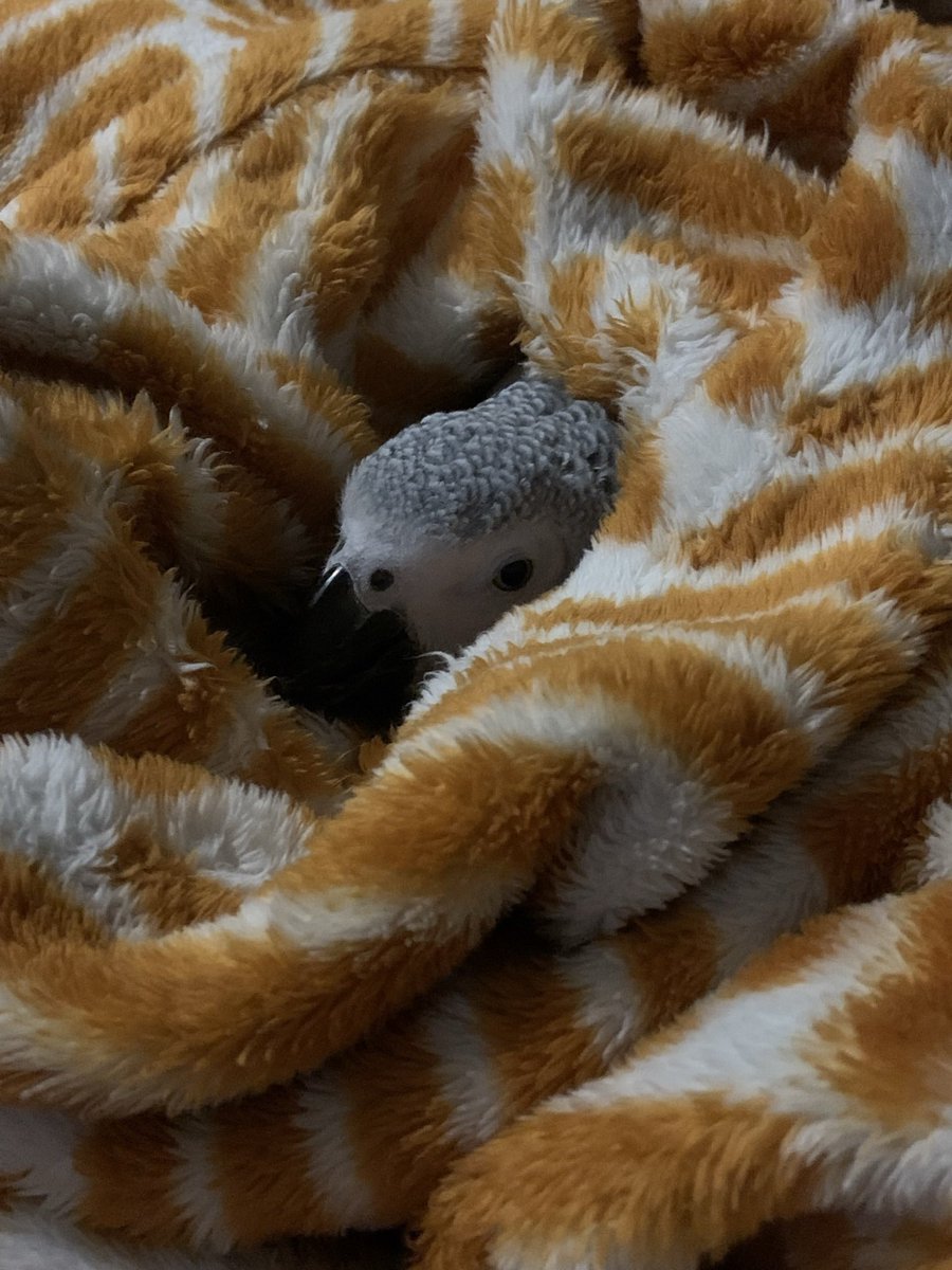 잭슨은 요즘 담요를 엄청엄청 좋아해서 매일 둘둘 쌓여있는 중