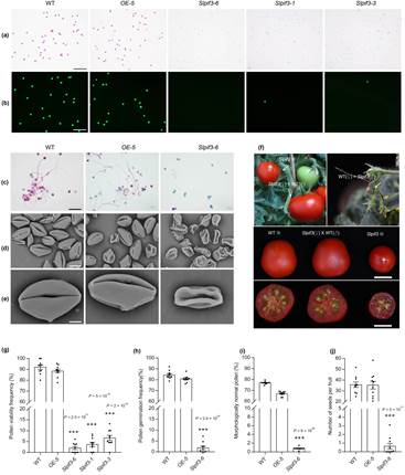 ZJU_China's tweet image. Findings on pollen mitotic division provide a new strategy for creating hormone-regulated genic male-sterile lines for tomato hybrid seed production.
zju.edu.cn/english/2021/1…

#ZJUResearch #phytology #pollendevelopment #hybridseedproduction