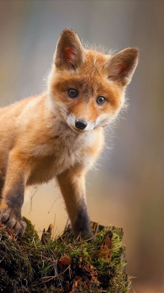 A lovely little fox !
#animals #fox