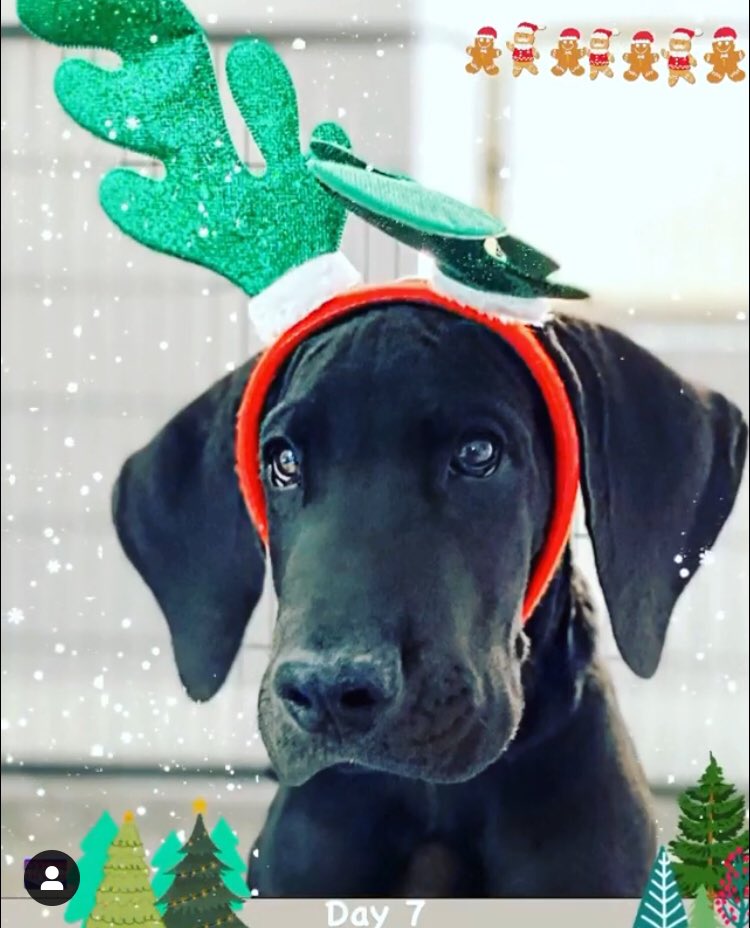 DogsofLasVegas's tweet photo. Day 7 of #25tailsofchristmas https://t.co/FeQyTPdkdu
