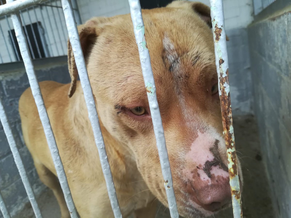 ProteBerga's tweet photo. NOVA ENTRADA!Mascle i femella,  sense xip, sense collar.  Recollits a la zona de les piscines de Berga.Estan en molt mal estat i plens de ferides,sobretot el mascle. https://t.co/Ai93gRpubd