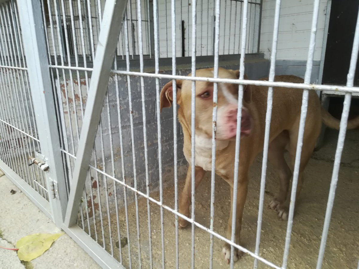 ProteBerga's tweet photo. NOVA ENTRADA!Mascle i femella,  sense xip, sense collar.  Recollits a la zona de les piscines de Berga.Estan en molt mal estat i plens de ferides,sobretot el mascle. https://t.co/Ai93gRpubd