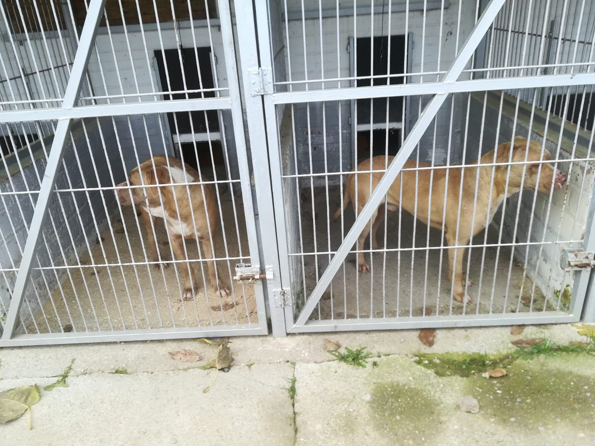 ProteBerga's tweet photo. NOVA ENTRADA!Mascle i femella,  sense xip, sense collar.  Recollits a la zona de les piscines de Berga.Estan en molt mal estat i plens de ferides,sobretot el mascle. https://t.co/Ai93gRpubd