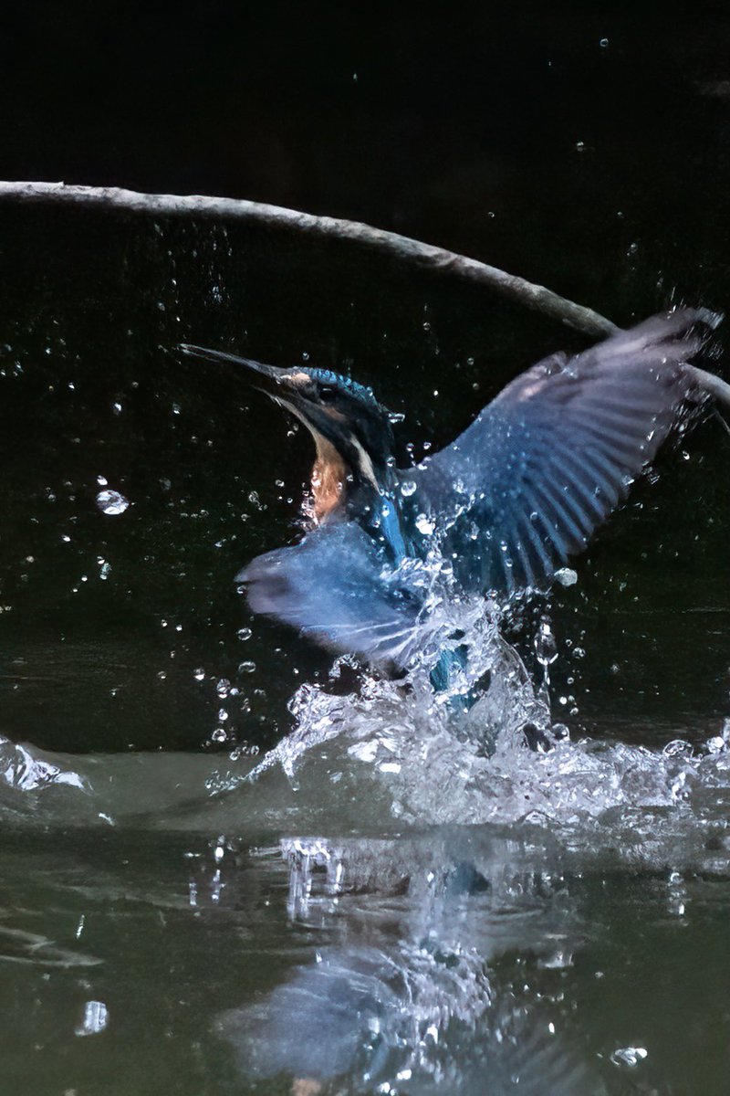 hertskingfisher's tweet photo. Making a splash https://t.co/E9SVyuriRF
