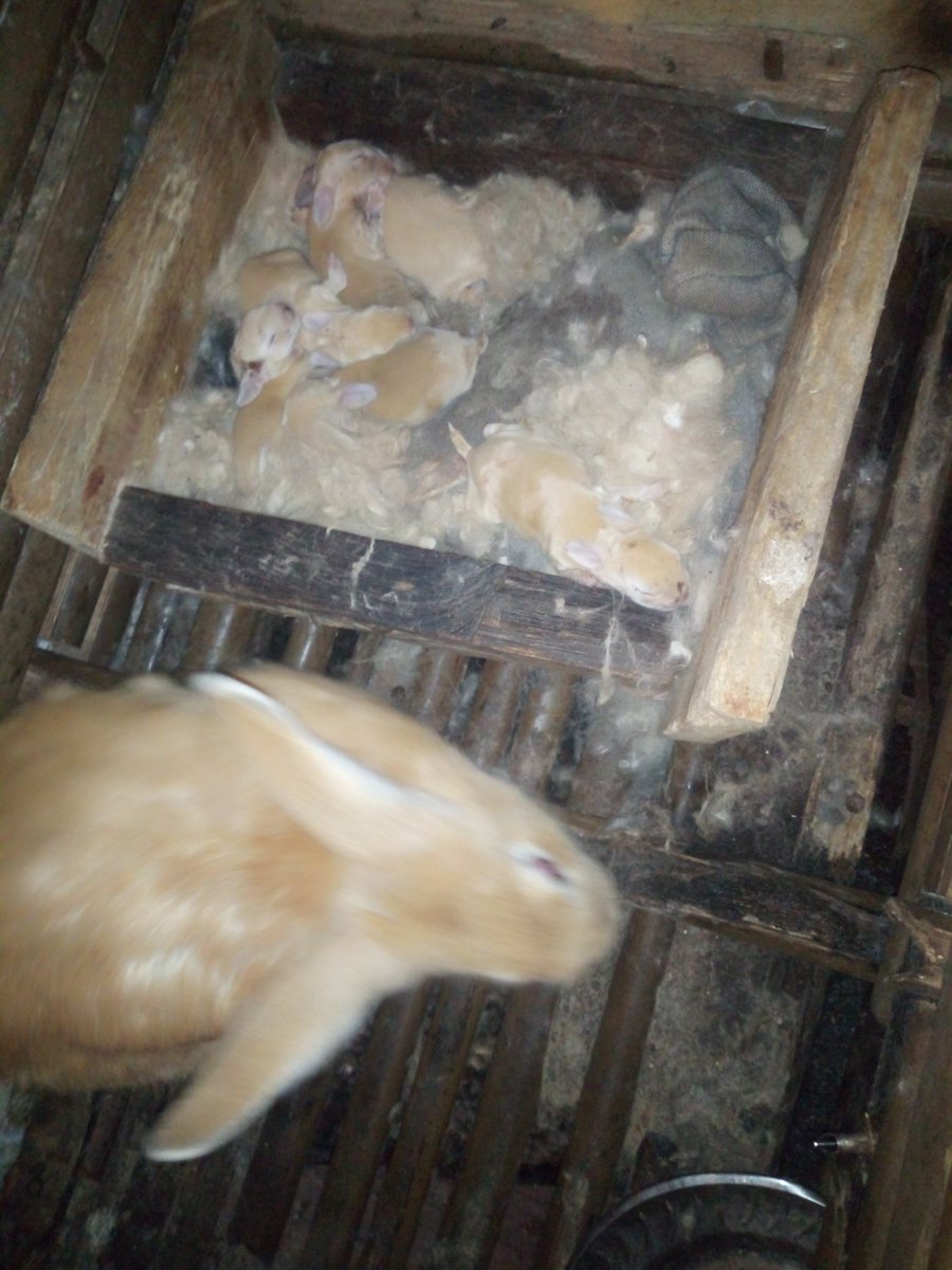 ENdumcha's tweet photo. The organic mountain Project is also  researching on Rabbit breeding. 
Rabbit meat is among the most expensive  white meat, and with a very high demand

Its urine and faeces will be used as organic manure in our crops.

We plan to create rabbit firms across the continent.
@IFAD https://t.co/2Oz8ZnEUHN