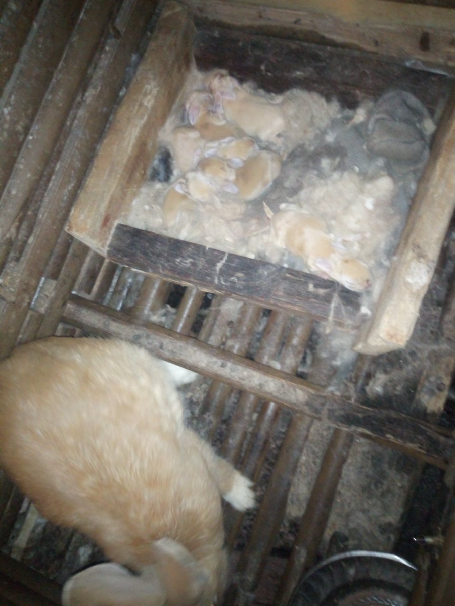 ENdumcha's tweet photo. The organic mountain Project is also  researching on Rabbit breeding. 
Rabbit meat is among the most expensive  white meat, and with a very high demand

Its urine and faeces will be used as organic manure in our crops.

We plan to create rabbit firms across the continent.
@IFAD https://t.co/2Oz8ZnEUHN