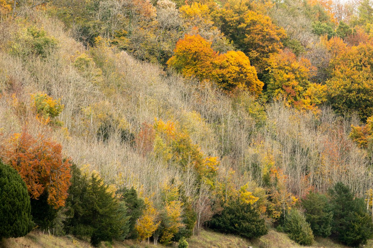 nationaltrust's tweet photo. Ancient woodlands are under threat. 

The rising severity of diseases has hit them hard – at least 30,000 ash trees are expected to be felled this winter as a result of dieback alone, costing over £3 million.

Help care for the future of our woodlands: https://t.co/g46miou2Aj https://t.co/3fsVD8gvNl