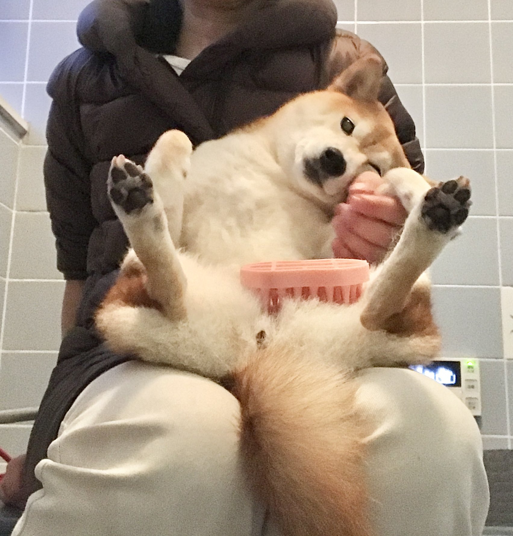 ワガママ柴犬あんず 散歩の後はスリッカー ラバーブラシを使ってブラッシングww そして 途中で飽きてほぼ毎日 死んだフリをする お犬様 T Co 35e4ocpnvl Twitter