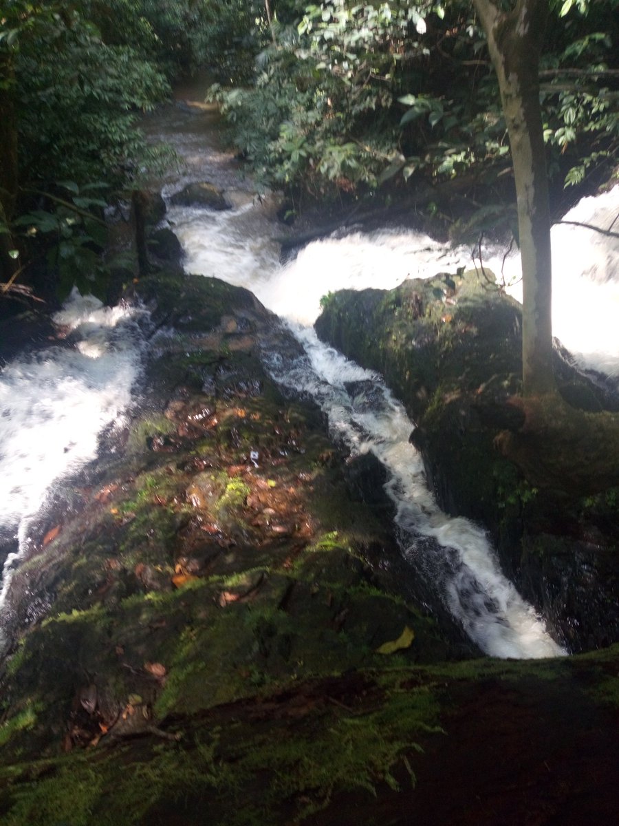 ENdumcha's tweet photo. Check out our project activities on our #OrganicMountain Facebook page by clicking on the link below

https://t.co/KrgqkOL3f0

Photo: this stream runs through our 20 hactares farmland and would be very instrumental for irrigation purposes
@IFAD @FAO @FAOAfrica @FAOAfriqueCent https://t.co/wskT7zxIjQ