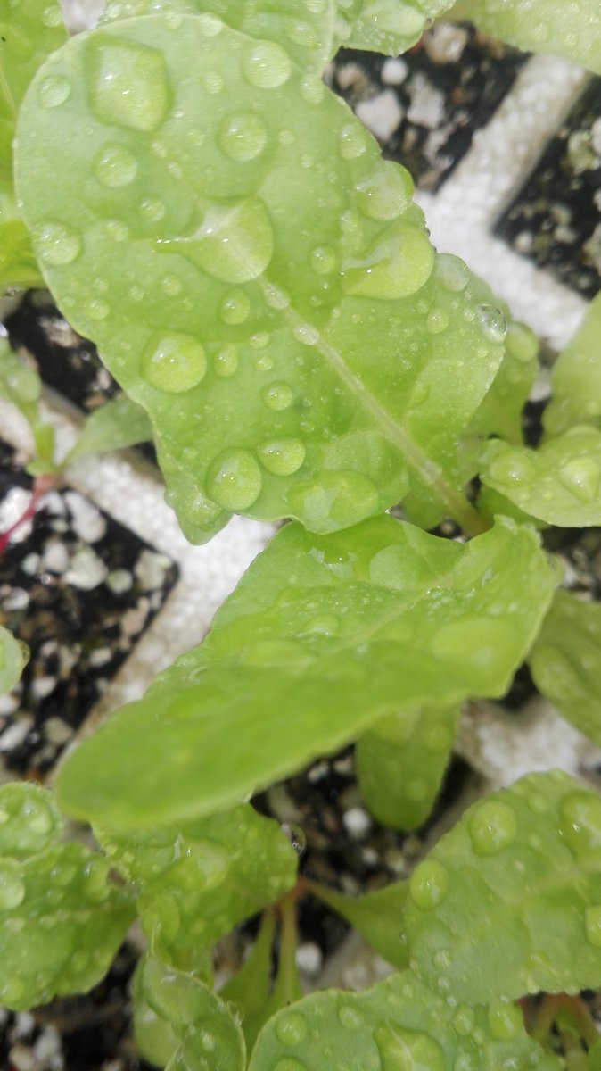 SOVlegacy's tweet photo. Still at it
#HealthySeedlings
#BackyardGardenChronicles https://t.co/uBUg3nG9d8