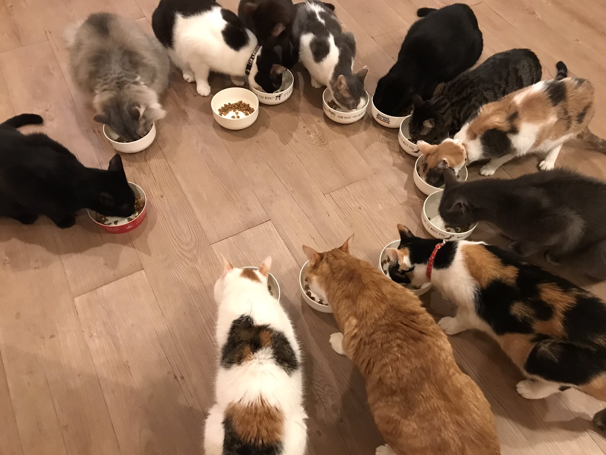 猫カフェtango Tango Twitter