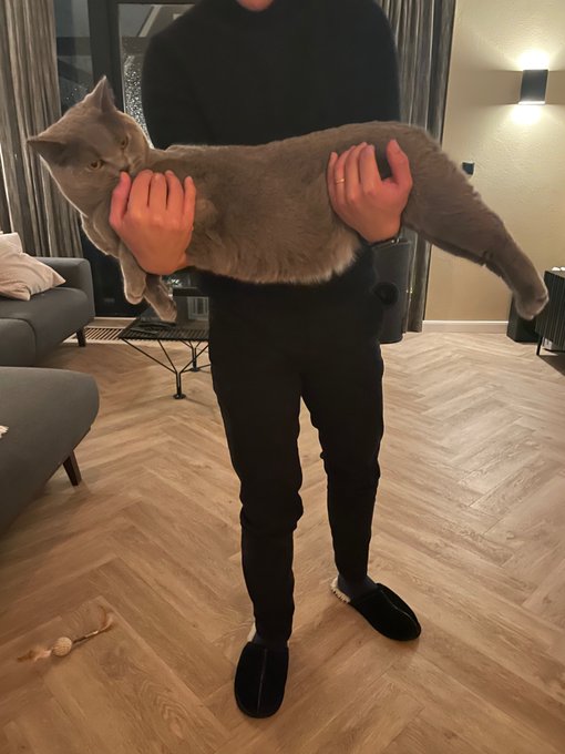 This is the biggest cat ive seen IRL 7.5kg what😮&zwj;💨😭😭 https://t.co/w0va1NcN9Q<a href="/tag/throne"class="tags"><span>#throne</span></a><a href="/tag/wishlist"class="tags"><span>#wishlist</span></a>