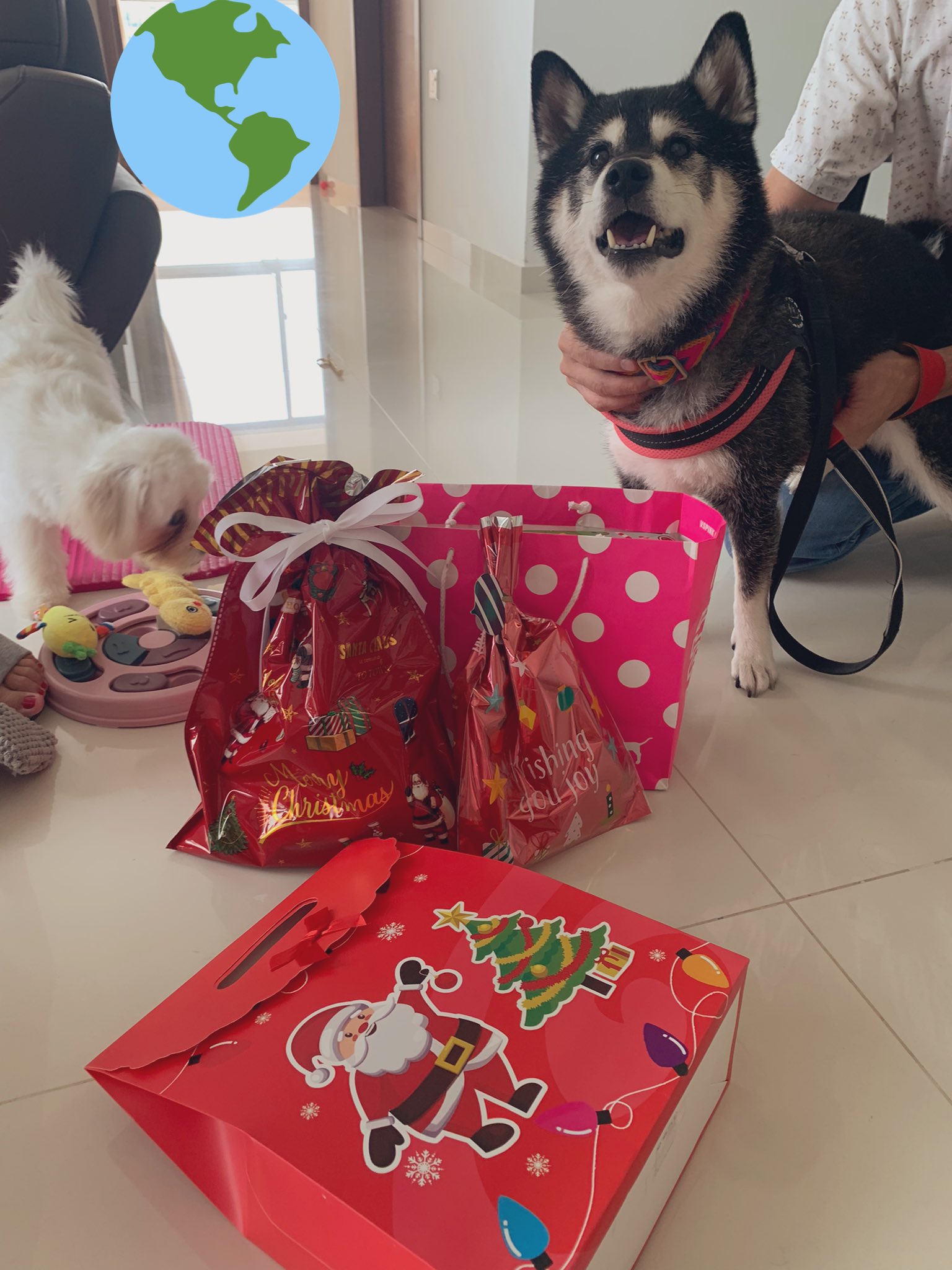 南国のいぬ 犬のクリスマス会したよー 犬用のプレート サラダ パン おやつを食べて 音楽鳴らしてプレゼント交換もしたよー T Co 8djt9l4mbb Twitter