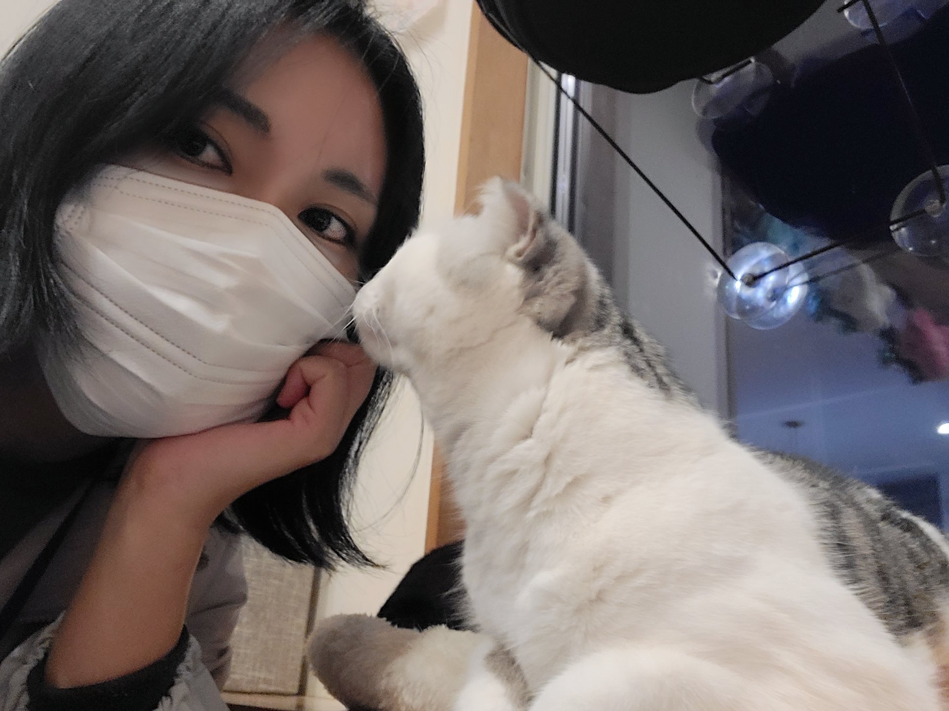 ねこぐるま 猫のいるカフェ Nekoguruma2422 Twitter
