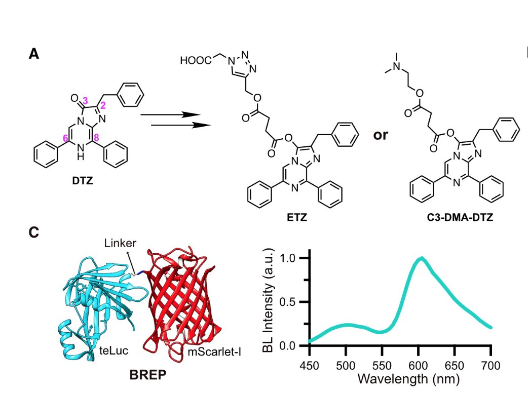 joachimgoedhart's tweet photo. A luciferase prosubstrate and a red bioluminescent calcium indicator to image neuronal activity by Huiwang Ai and colleagues
https://t.co/CwHxFCQJ1P https://t.co/TmMYS1GgtF