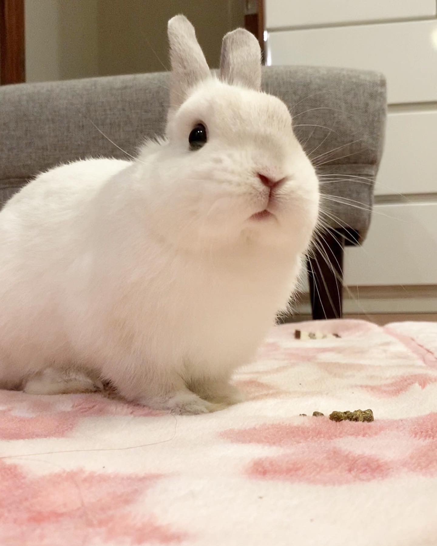 うさぎのぽっけ on X: 