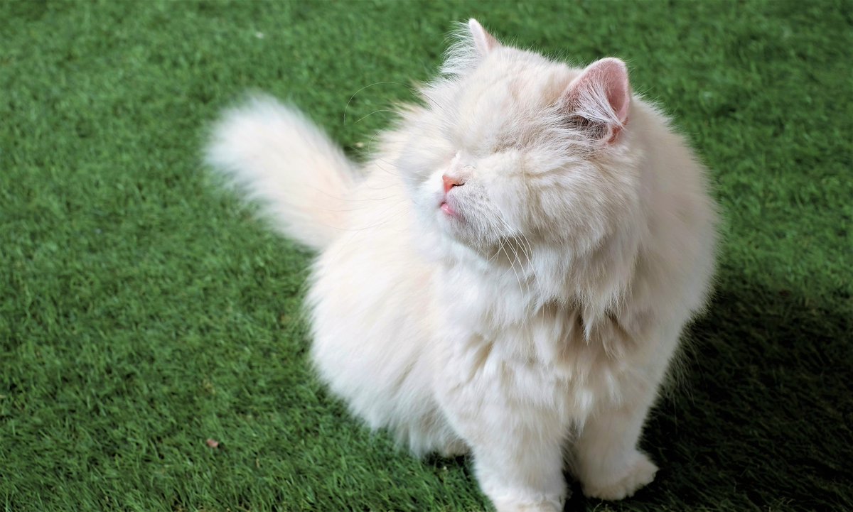 MoetBlindCat's tweet photo. Happy #whiskerswednesday! 
Mine are invisible *giggles*.

Andie update:
Just waiting on references from my vets in order to find out if we're approved or not. 
Still got my paws crossed!

#CatsOnTwitter #CatsOfTwitter #CAT2021 #cats #AdoptDontShop https://t.co/gJ0sYUrk2B
