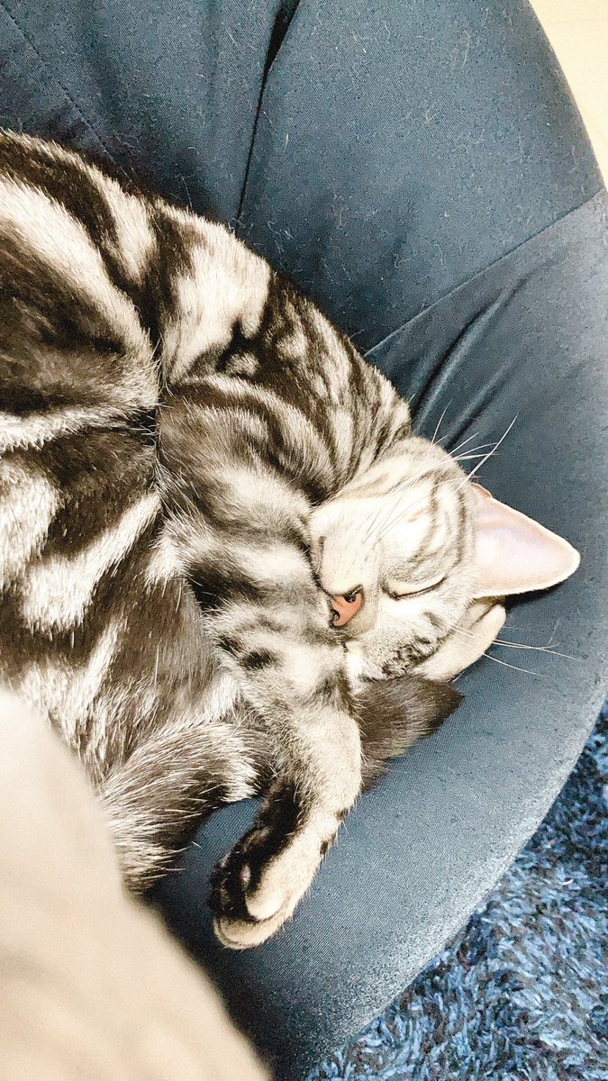 Sase_Colt0709's tweet photo. 経過観察89日目🐱
体温⭕️
食欲⭕️
貧血⭕️
うんち⭕️
#猫好きさんと繋がりたい
私のところにわざわざ来て寝てくれた時の幸せといったらないです☺️💓ピンクのお鼻が可愛くてずっと見ちゃいました🥺皆さんいつもコルトのことを見守ってくださって本当にありがとうございます😊 https://t.co/899UZLbprA