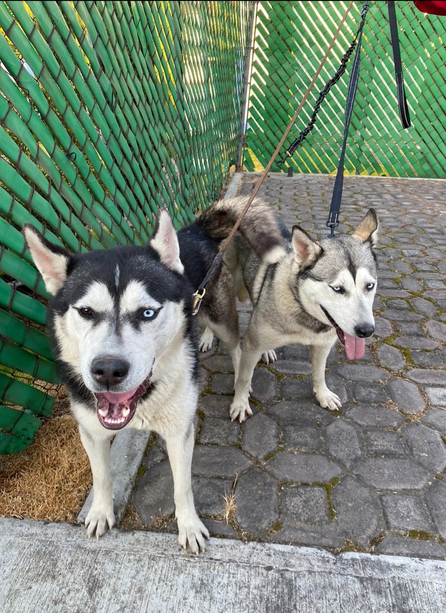 cesaromigoni's tweet photo. @VozAsuncion buen día, encontré estos huskys en paseo de la Asunción, están perdidos https://t.co/sfEgKpzbSx