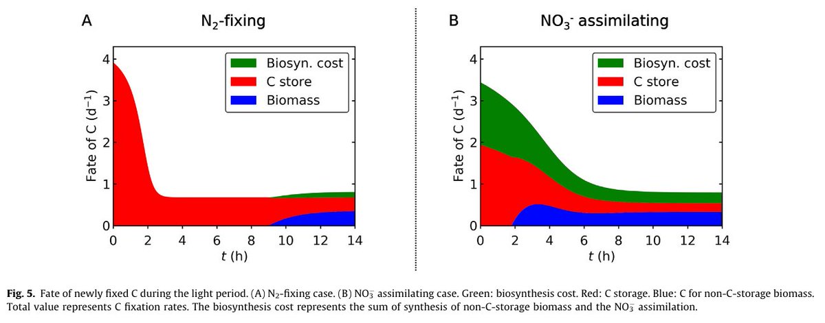 CzechGlobe_DoAB's tweet photo. Another chapter elucidating cyanobacteria resource allocation completed! This collaborative research on #carbonallocation in #Cyanothece complements previous findings on electron and biomass dynamics under N and C limitation in cyanos. Links in 🧵1/3 https://t.co/w79Wt35Pu3 https://t.co/QSco6y045E