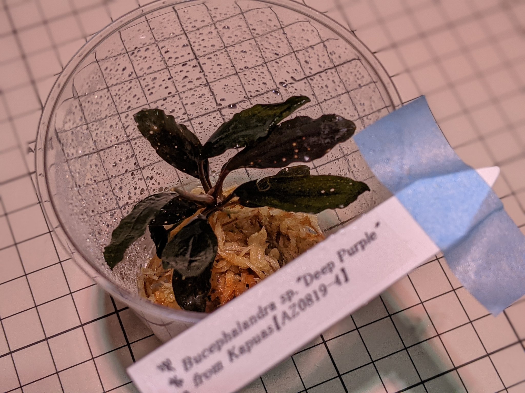 Bucephalandra Deep Purple — Buce Plant