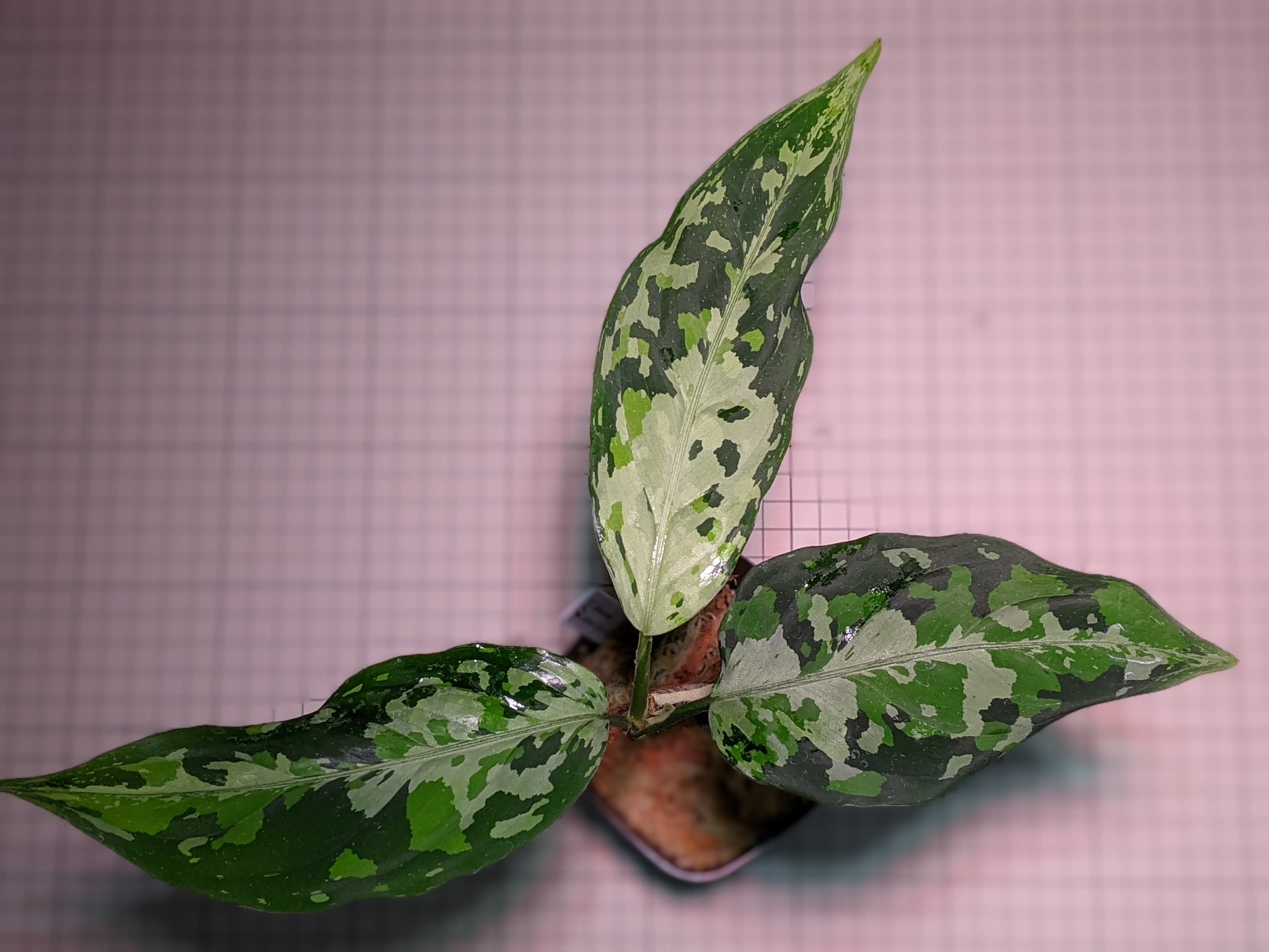 Aglaonema pictum Aceh sumatera ［LA0121-01z-b］アグラオネマ ピクタム
