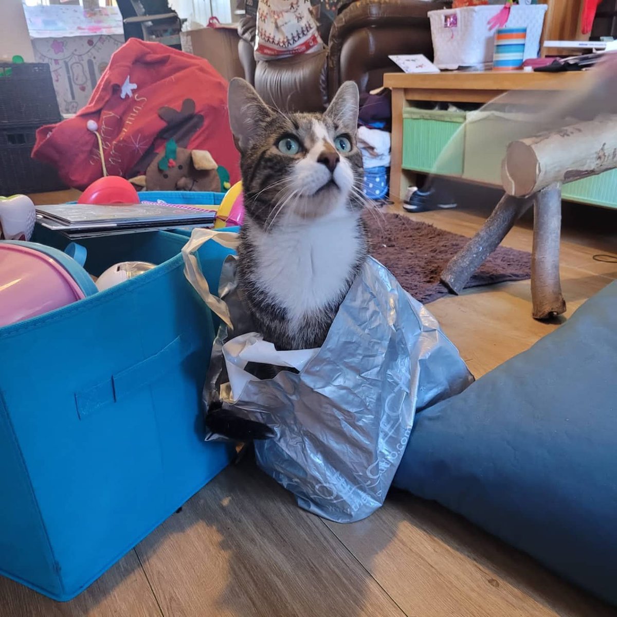 drdeanburnett's tweet photo. In lighter news
When we put the decorations up this weekend, Pickle decided he really liked on particular carrier bag, and steadfastly refused to leave it. So that was fun.
#Pickle #Cat #Cliched #BagsOfFun https://t.co/ulI79wdj6R